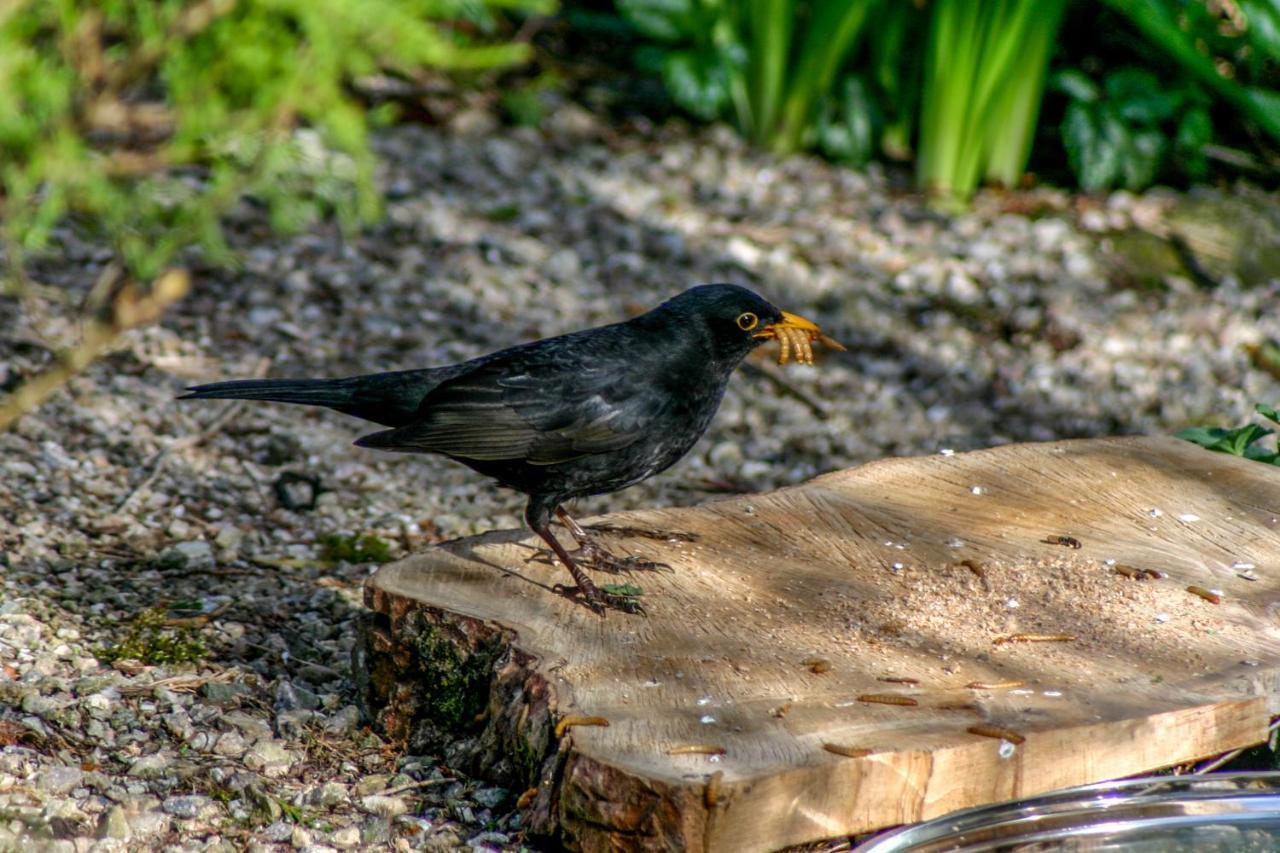 Bed and Breakfast Uircheann Righ Strontian Exteriér fotografie