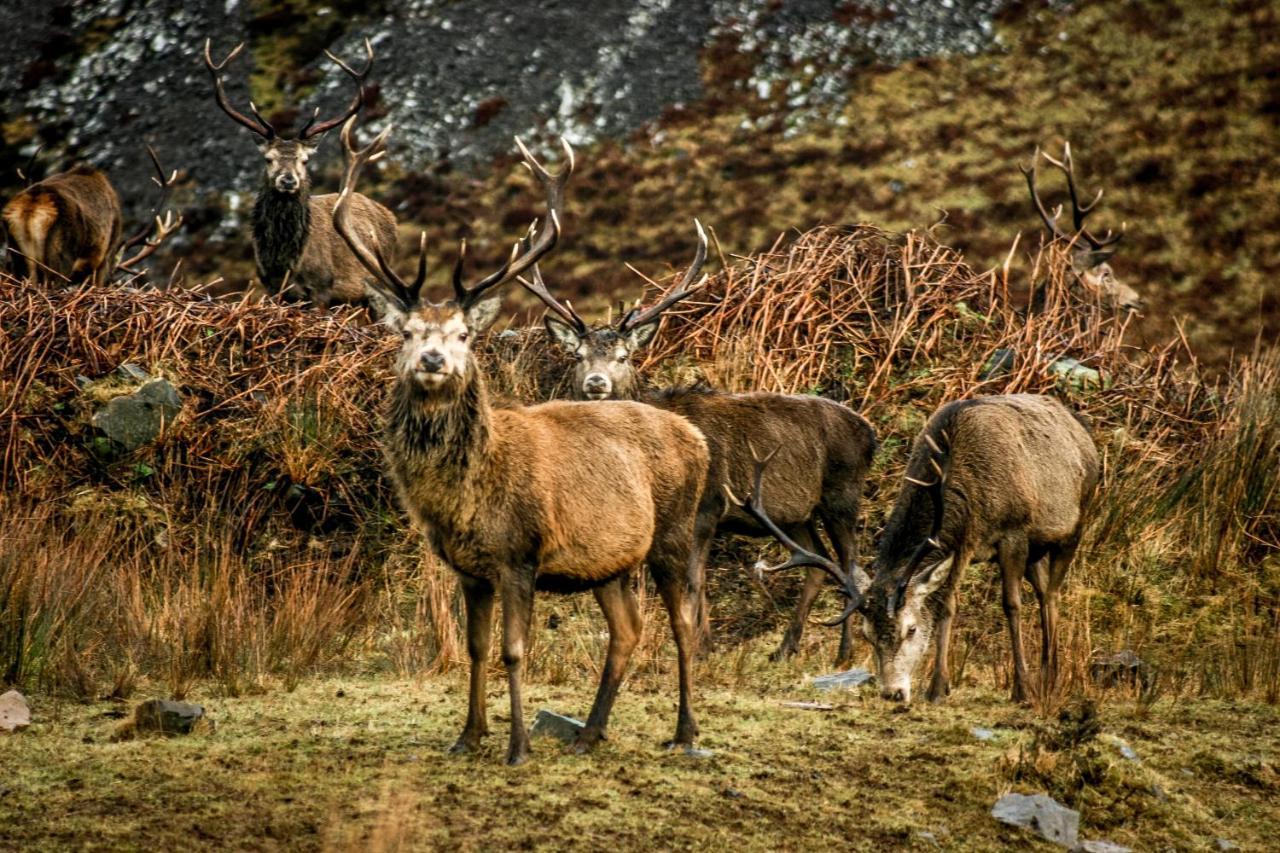 Bed and Breakfast Uircheann Righ Strontian Exteriér fotografie
